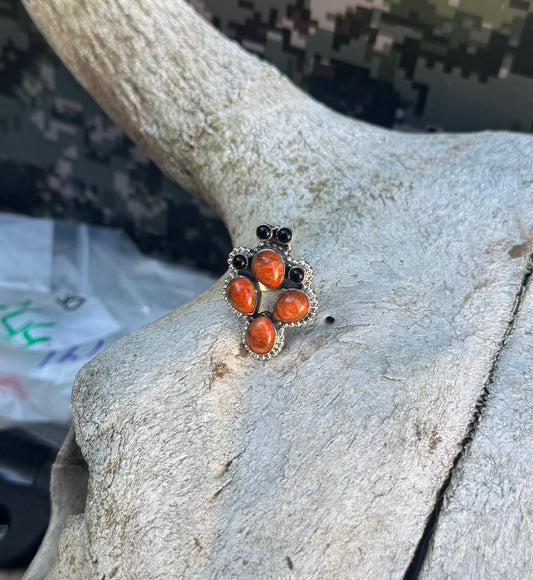 Small Cacti Collection